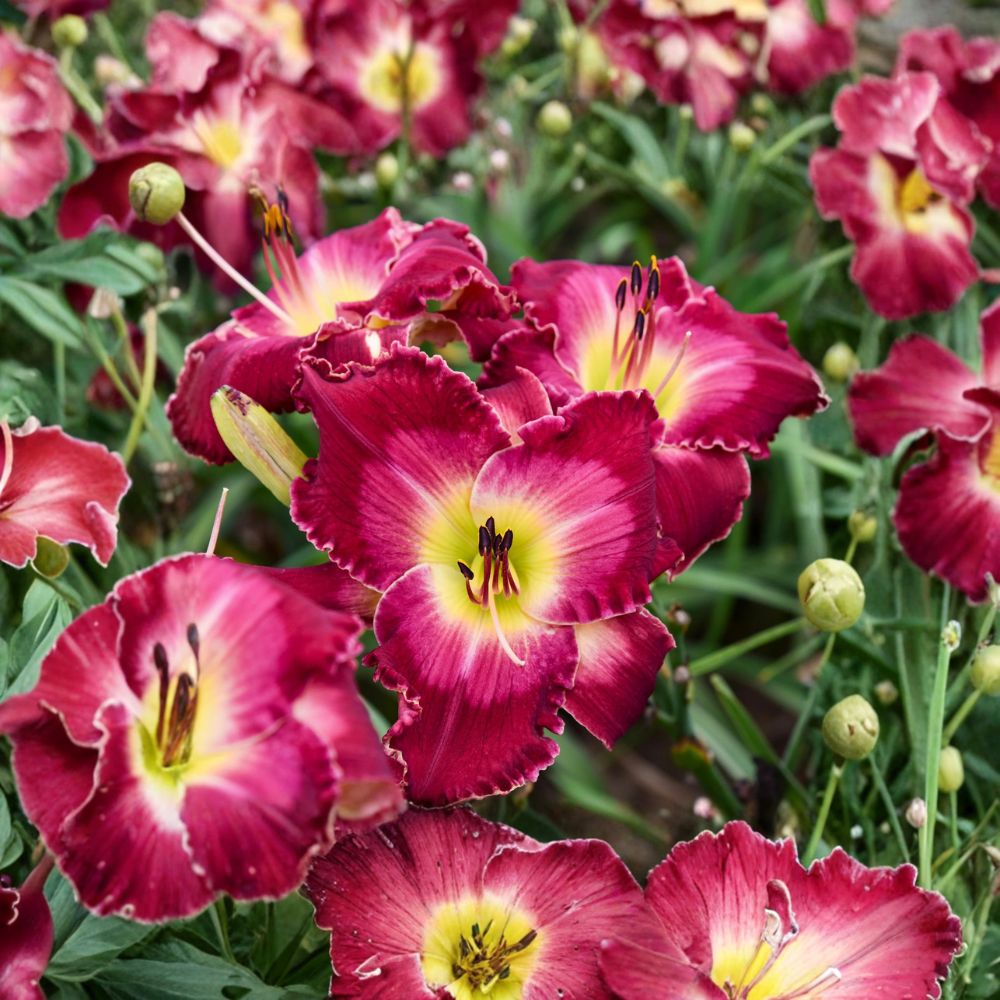 Hemerocallis 'Blood Sweat And Tears' Daylily - 3 Bare Root Plants | Hardy Perennial with Massive Red Blooms | Grade #1 Roots