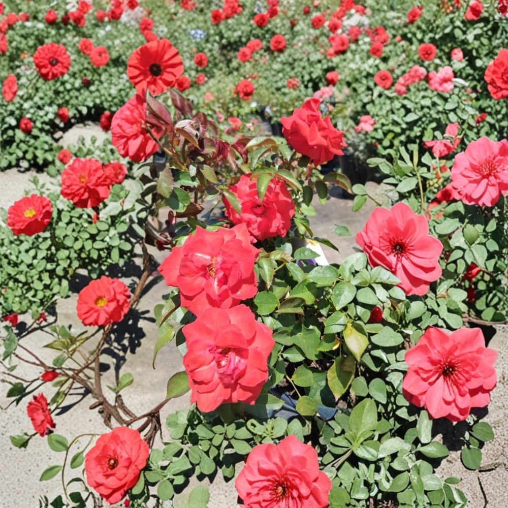 Climbing Rose Live Plant - 2 Gallon Deep Pink High Society Rose Bush - Rosa Climbing 'High Society' - Elegant Repeat Blooms