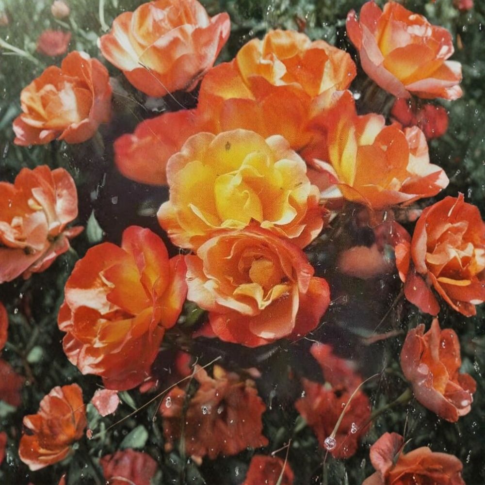 Climbing Rose Live Plant – 1 Gallon Piñata Variety – Yellow & Vermilion Blooms – Rosa Climbing 'Piñata' – Trellis & Arbor Plant