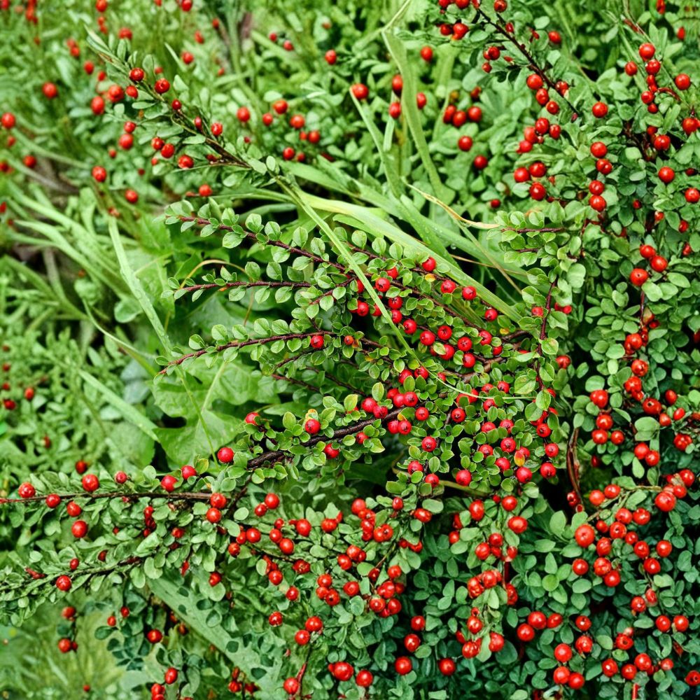 Cotoneaster Cuttings Set of 10 | Alaska Hardy Ornamental Shrub | Easy to Root | Cotoneaster spp.