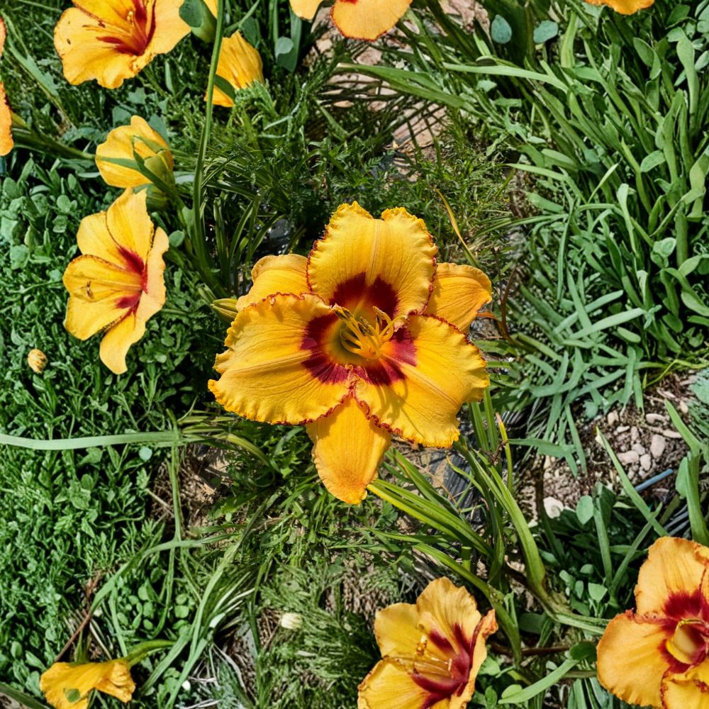 Hemerocallis 'Two Part Harmony' Daylily - 3 Bare Root Plants - Hardy Perennial Flower - Easy to Grow - Garden Favorite