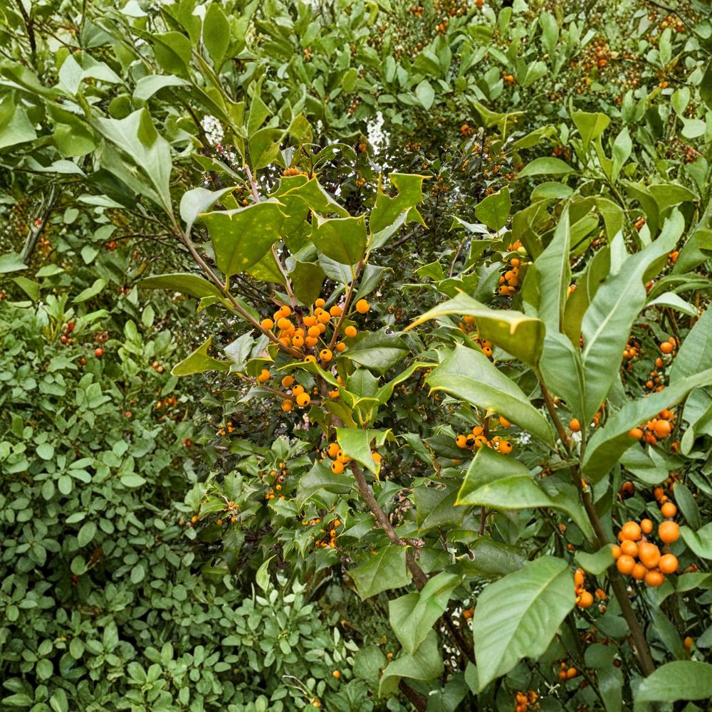 Goldie American Holly Plant | Quart Pot | Yellow Berry Evergreen | Ilex opaca 'Goldie' | Native Deer Resistant Shrub