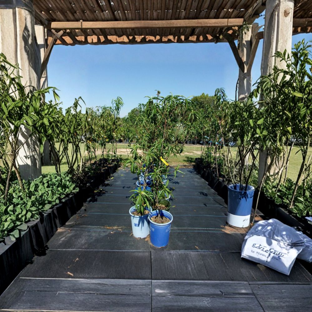 Sun Prince Peach Tree - 4-6 Ft Live Fruit Tree | Sweet Freestone Peaches | Self-Pollinating | Prunus persica 'Sun Prince'