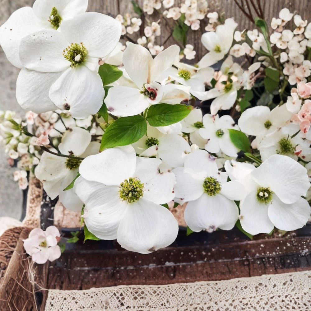 Cherokee Princess Dogwood Tree Live Plant 1 Gallon Pot | White Flowering Ornamental Tree | Cornus florida 'Cherokee Princess'