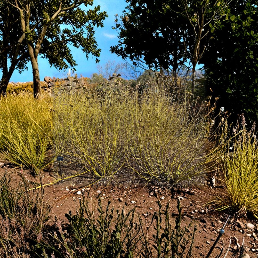 Bud's Yellow Twig Dogwood - 4 Inch Pot Plant - Cornus alba - Vibrant Yellow Stems - Winter Interest Landscape Shrub