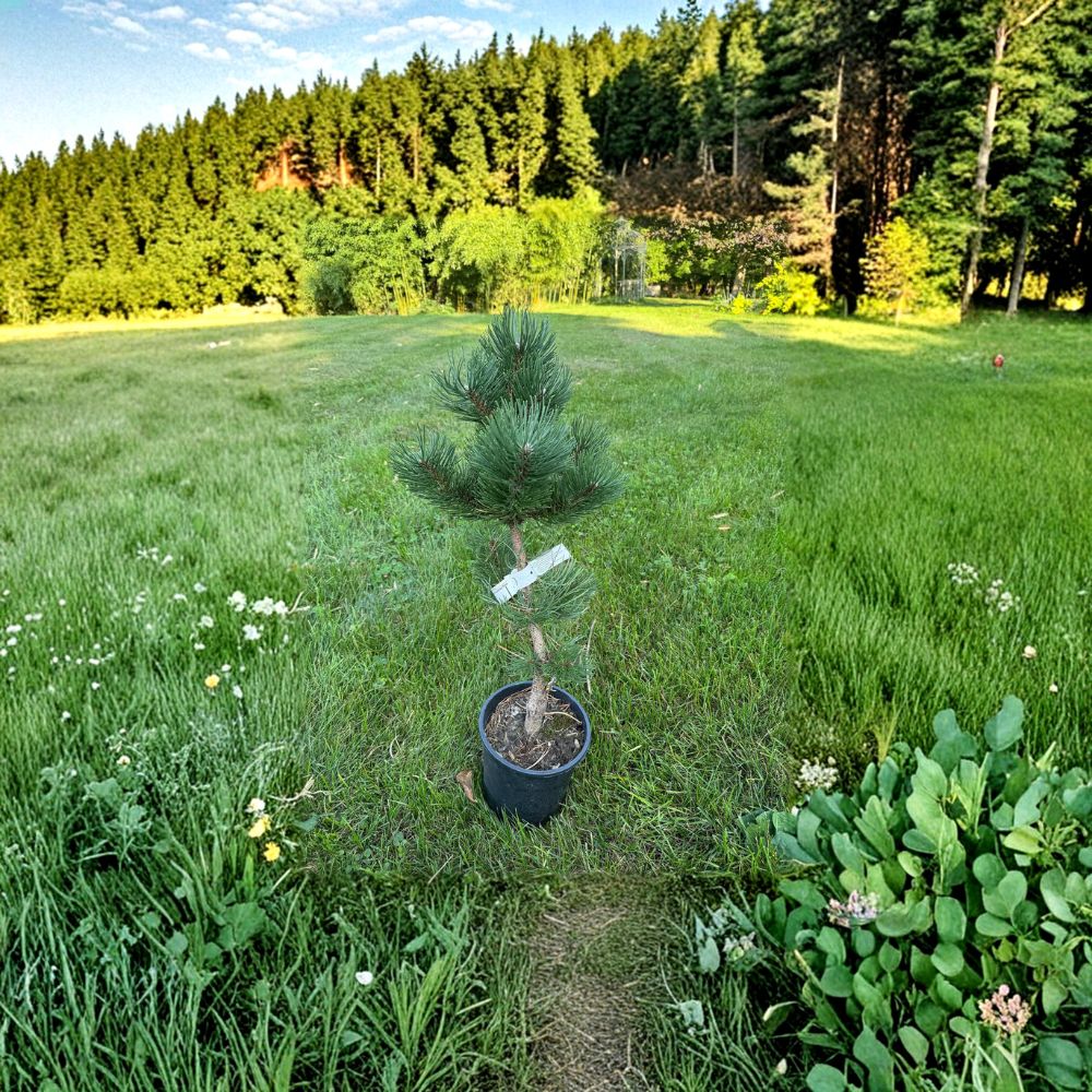 Austrian Pine Live Plant | 12 Inches | Pinus nigra 'Oregon Green' | Dense Evergreen Conifer for Landscaping