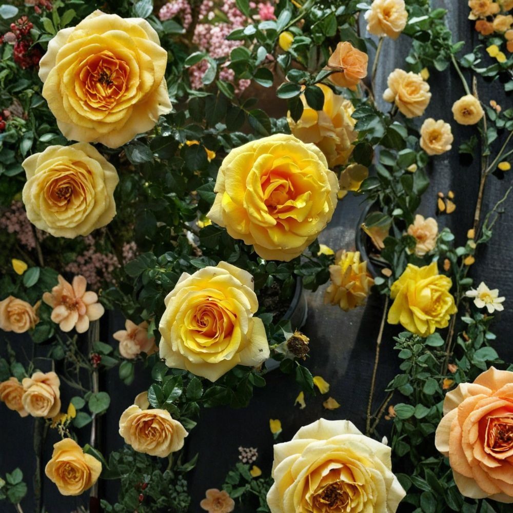 St. Tropez Floribunda Rose Bush Plant | 3 Gallon | Rosa 'St. Tropez' | Repeat Blooming Landscape Shrub | Full Sun