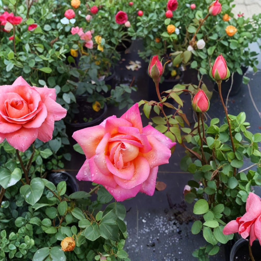 Broadway Rose Live Plant | 3 Gallon Hybrid Tea Rose | Golden Yellow & Pink Blooms | Rosa 'Broadway' | Full Sun Flowering Shrub