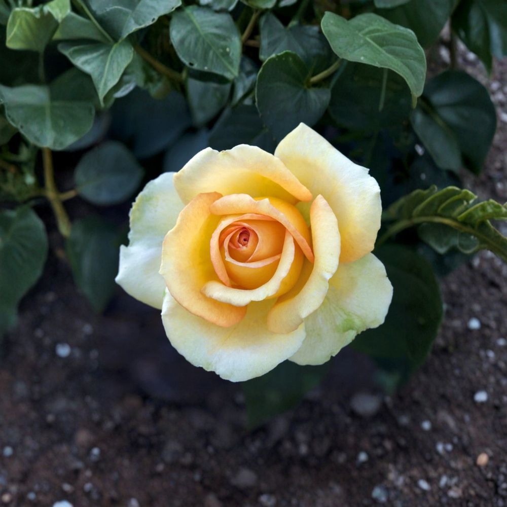 Gold Medal Grandiflora Rose Bush | 3 Gallon | Yellow Orange Blooms | Rosa 'Gold Medal' | Award-Winning Garden Shrub