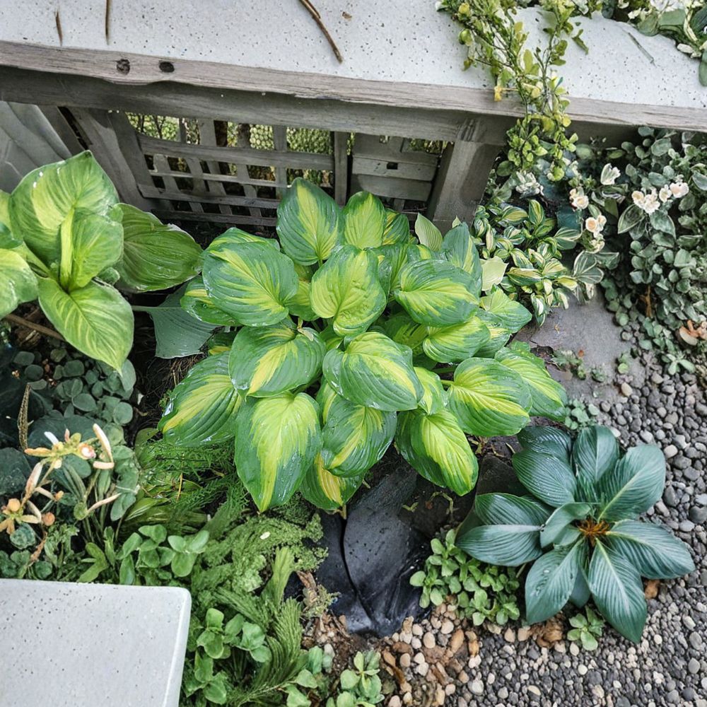 Bare Root Hosta Plant - Hosta 'Cathedral Windows' - Large Gold & Green Perennial with Fragrant Flowers - Shade Garden Plant