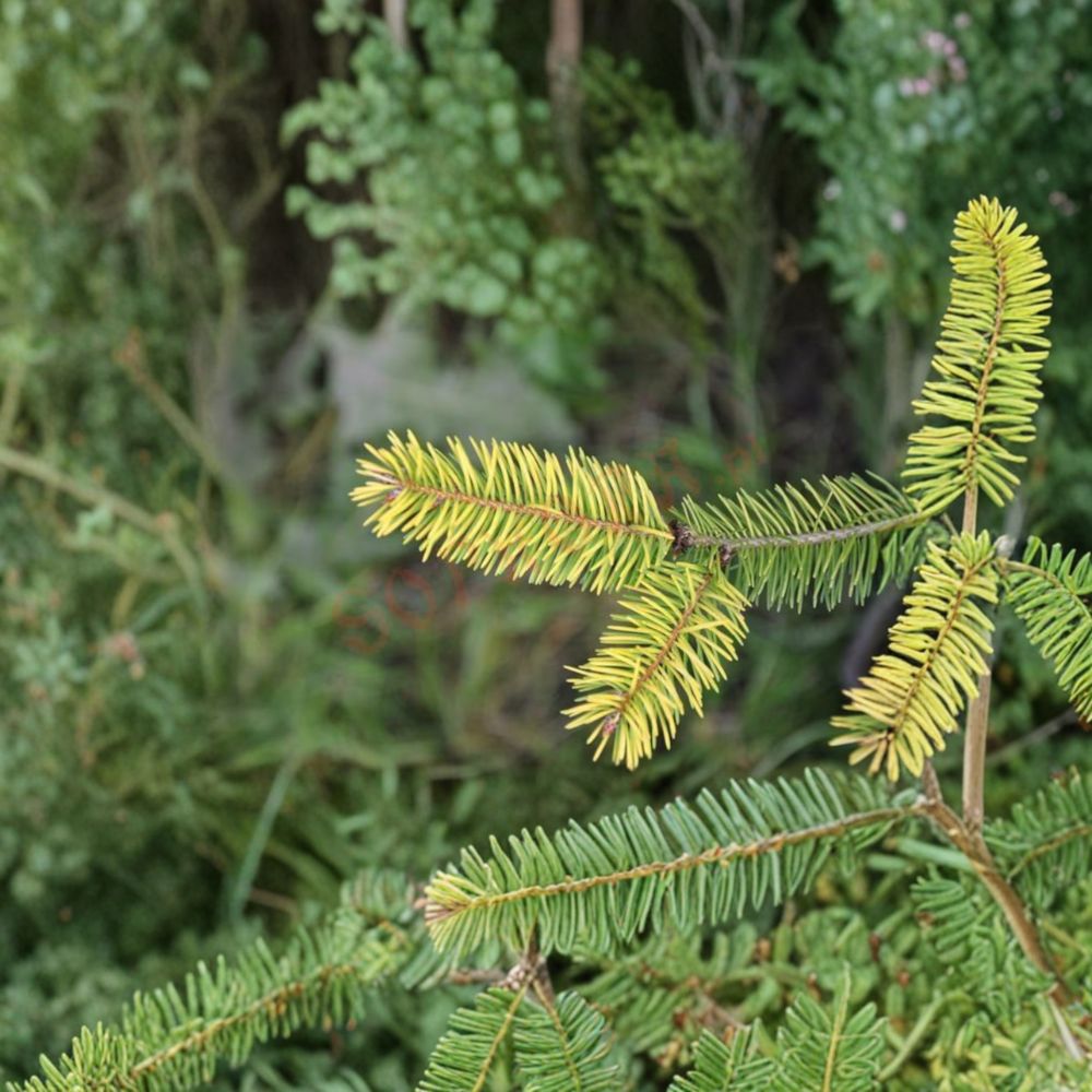 Uwe's Golden Douglas Fir Plant | 12 Inch | Golden Evergreen Conifer | Pseudotsuga menziesii ‘Uwe’s Golden’ | 1 Gallon Pot