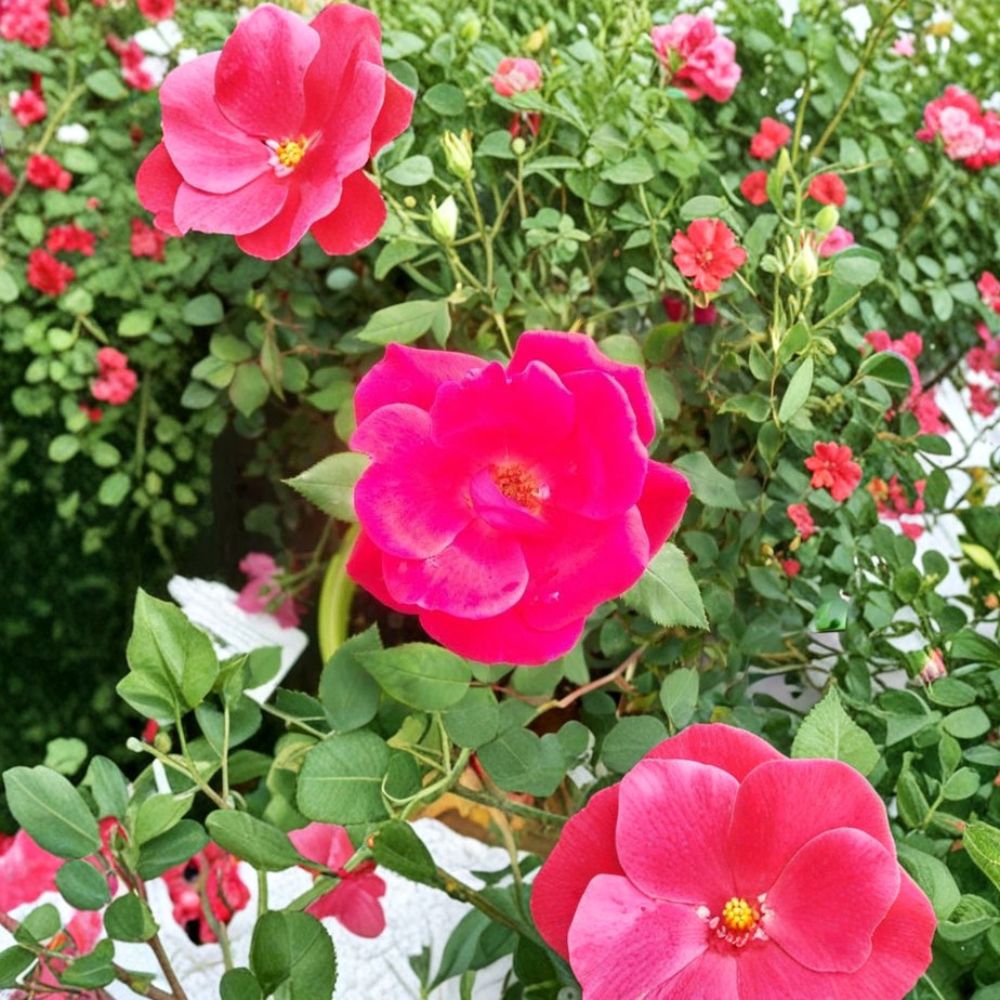 Red Knock Out® Rose Bush - 3 Gallon Cherry Red Shrub Rose - Rosa 'Knock Out' - Disease Resistant, Repeat Blooming Garden Shrub