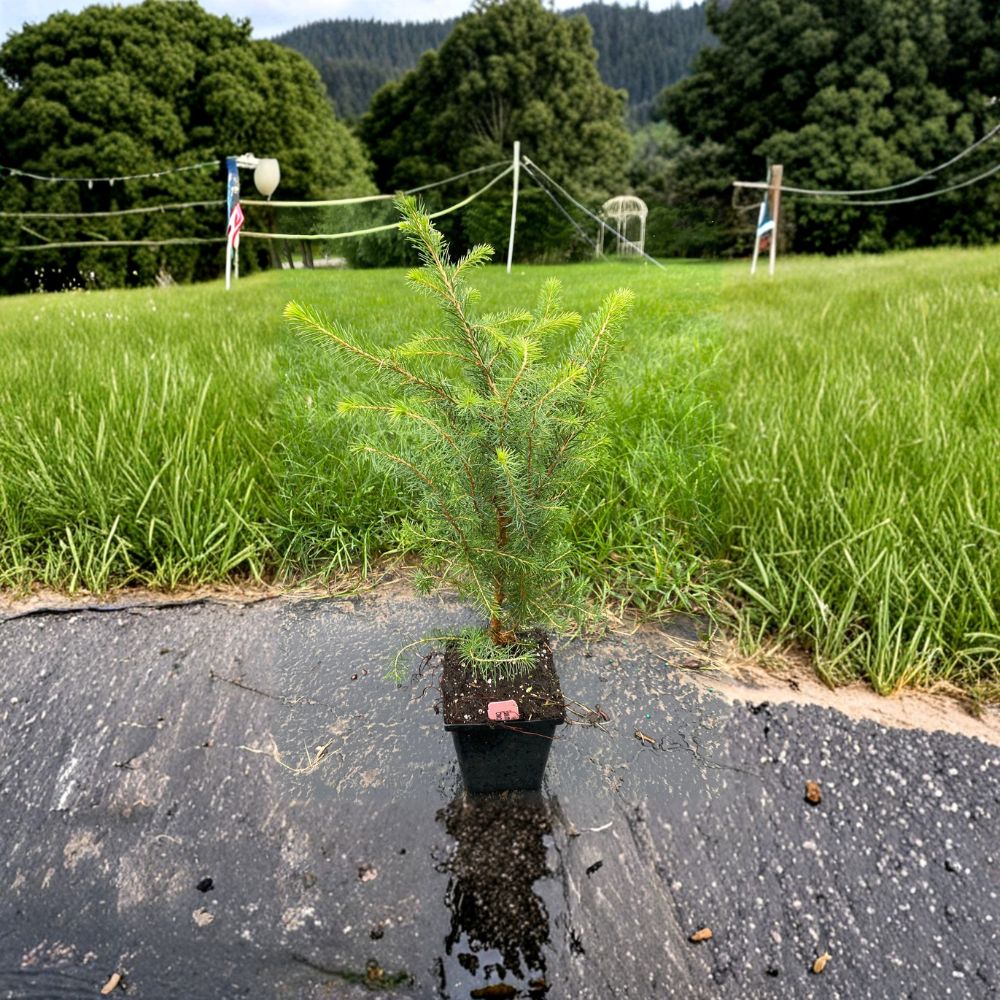Serbian Spruce - 10 Inch Live Evergreen Conifer Tree in 4 Inch Pot - Picea omorika - Elegant Narrow Landscape Tree