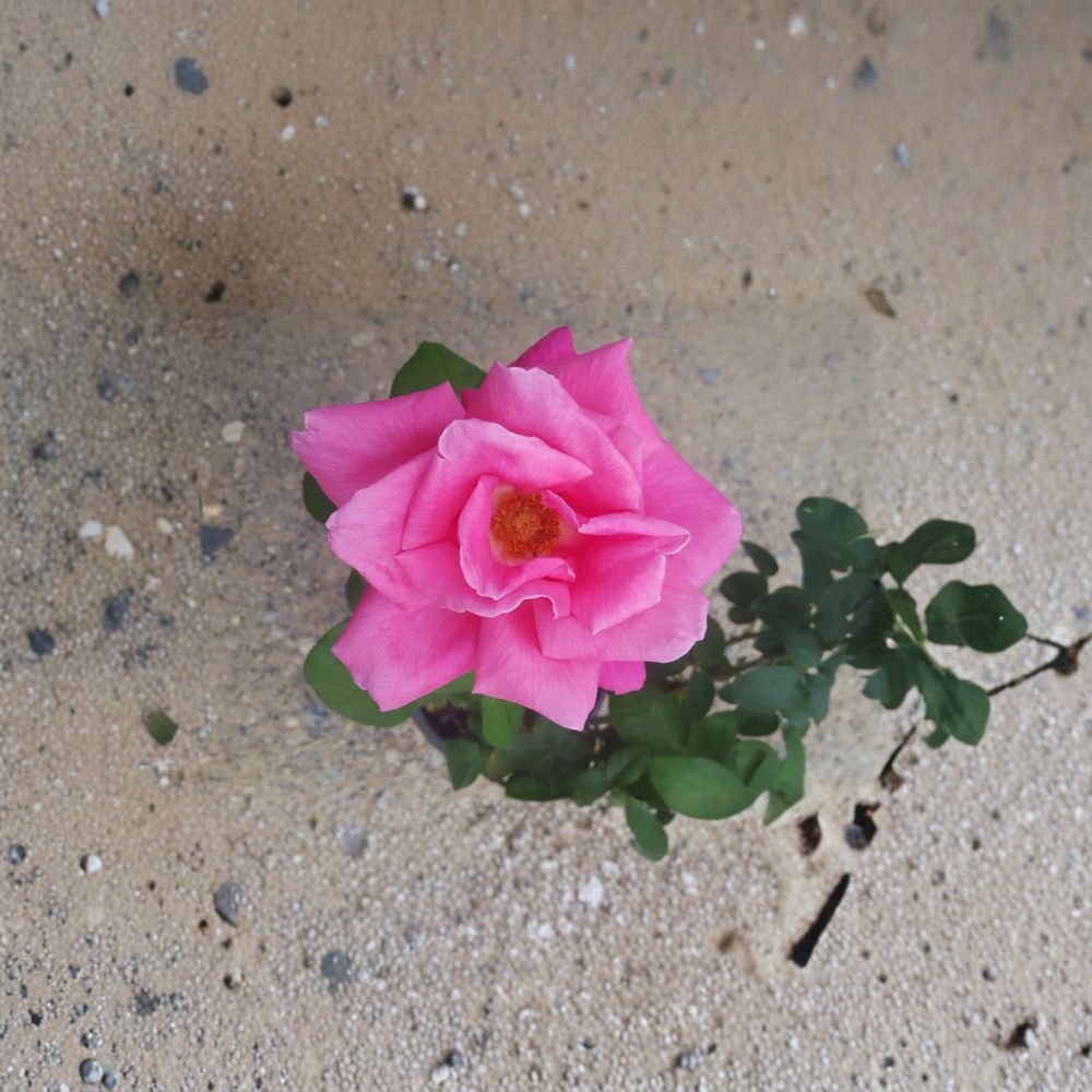 Perfume Delight Hybrid Tea Rose Bush | 3 Gallon Pink Fragrant Rose | Rosa 'Perfume Delight' | Full Sun Garden Shrub
