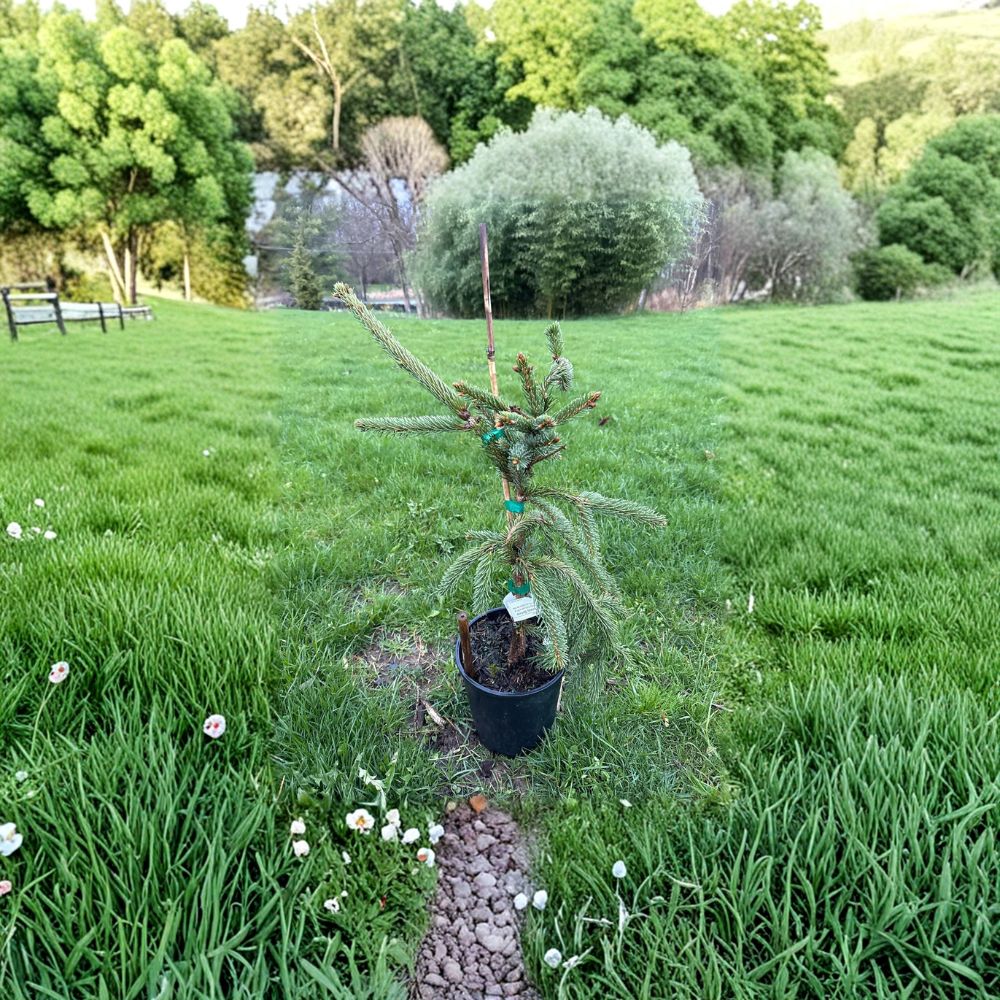 Glauca Pendula Norway Spruce Plant | 18 Inch Weeping Blue Evergreen | Picea abies 'Glauca Pendula' | 1 Gallon Pot