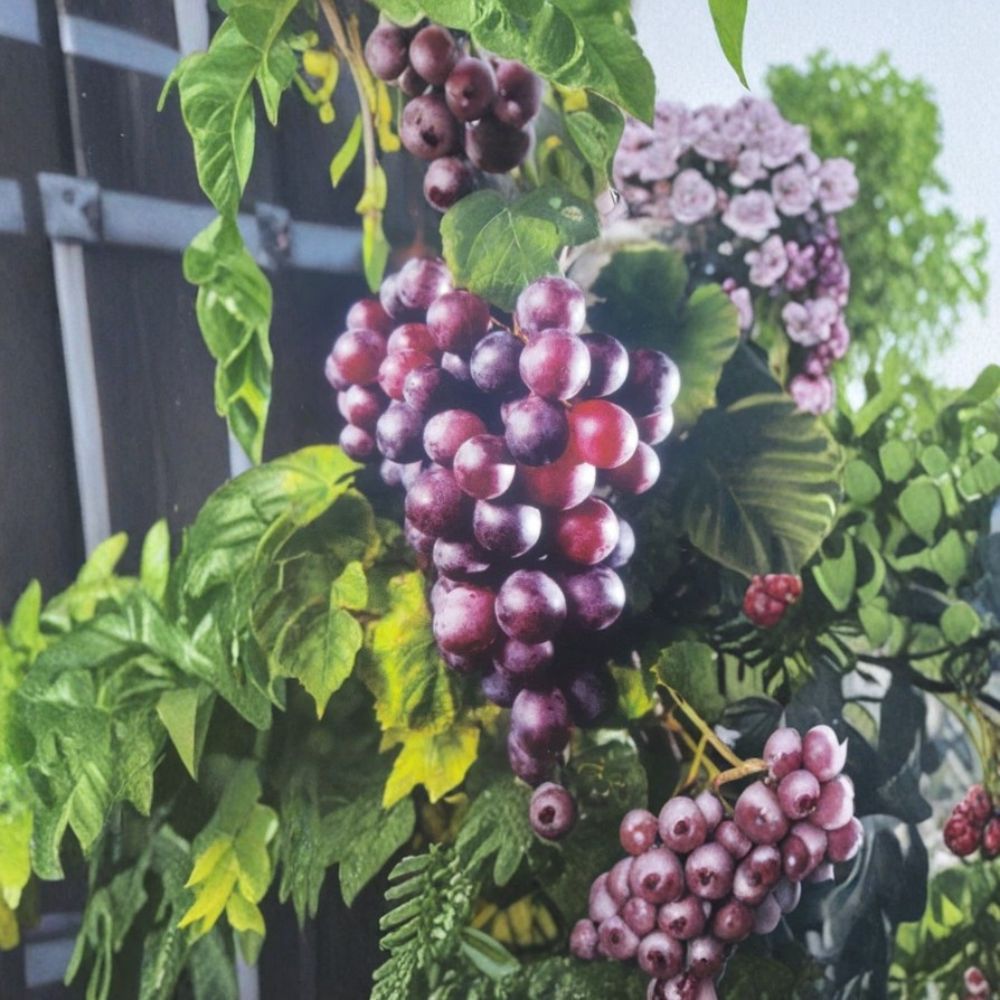 Black Supreme Muscadine Grape Vine | 1 Gallon Live Plant | Vitis rotundifolia | Sweet Black Grapes for Home Garden & Vineyard