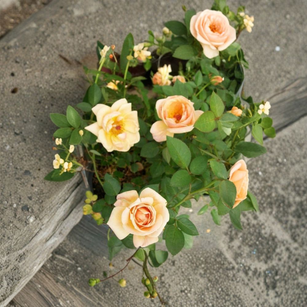 Southern Peach Apricot Yellow Rose Bush - 2 Gallon Live Plant, Colorful Blooms, Easy to Grow, Rosa hybrid
