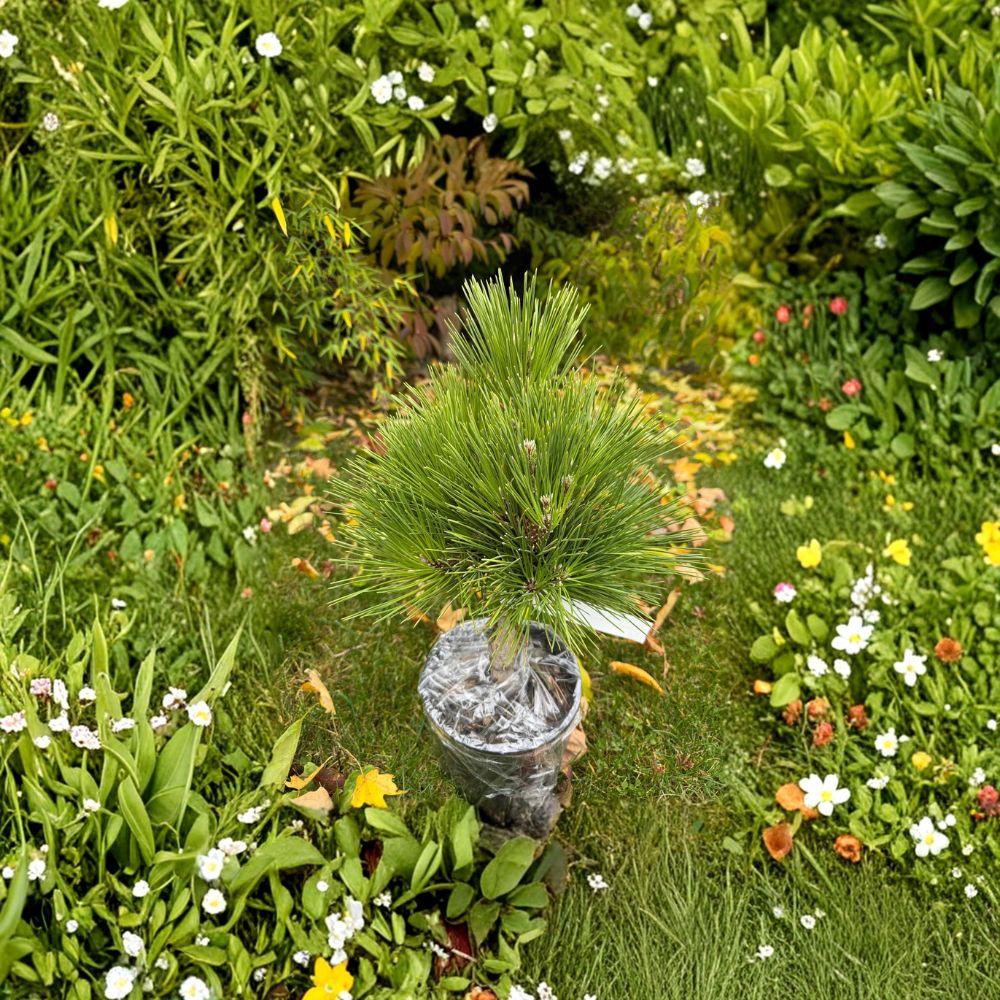 Japanese Black Pine Live Plant | 12-Inch Whiskey Hill Thundercloud | Pinus thunbergii | Evergreen Conifer in 1-Gallon Pot