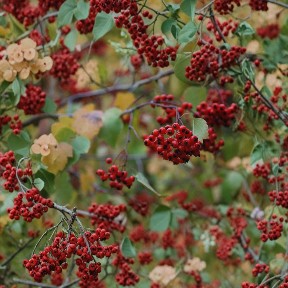 Washington Hawthorn Tree - 1 Gallon Pot - Crataegus phaenopyrum - Wildlife-Friendly Ornamental Tree for Landscape