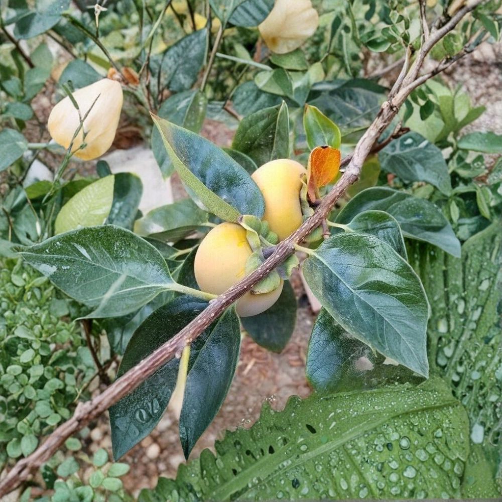 Fuyu Persimmon Tree 4-6 Feet Diospyros kaki Live Fruit Tree | Sweet Non-Astringent Fruit for Backyard Orchard