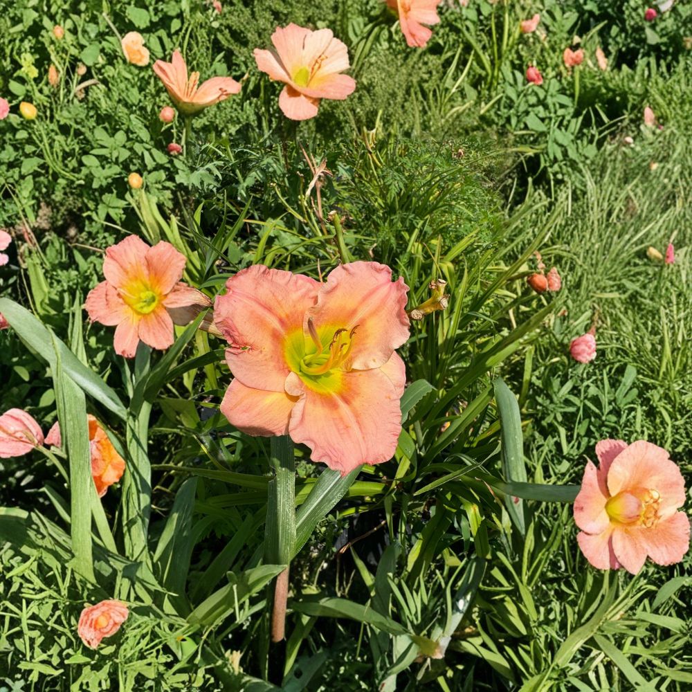 Hemerocallis 'Chorus Line' Daylily - 3 Bare Root Plants | Hardy Perennial Flower | Easy to Grow Garden Favorite