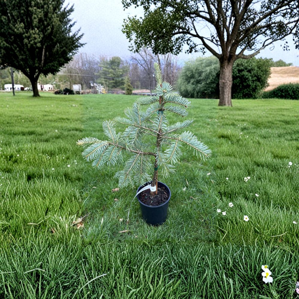 Leuteneggeri Hybrid Fir - 12 Inch Live Evergreen Conifer in 1 Gallon Pot | Abies grandis x concolor | Rare Landscape Tree