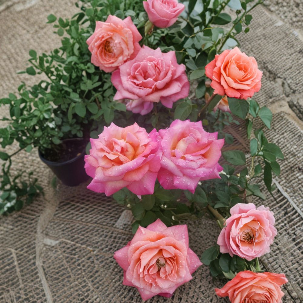 Broadway Hybrid Tea Rose - 5 Gallon Live Bush Plant | Golden Yellow Pink Blooms | Rosa hybrid 'Broadway' | Easy to Grow