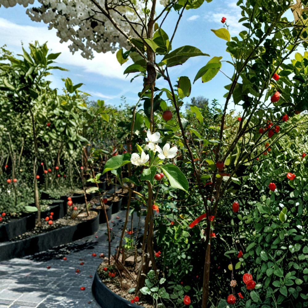 Dolgo Crabapple Tree - 4-6 Feet Live Fruit Tree - Malus 'Dolgo' - Cold Hardy, Pollinator Friendly, Backyard Orchard Essential