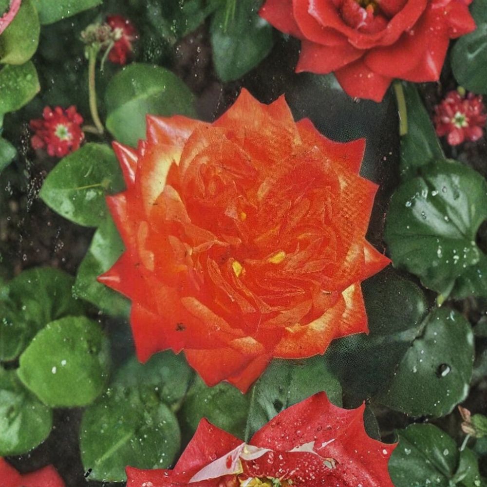 Charisma Floribunda Rose - 3 Gallon Live Bush Plant | Red Orange Yellow Blooms | Rosa hybrid 'Charisma' | Colorful Flowering Shrub