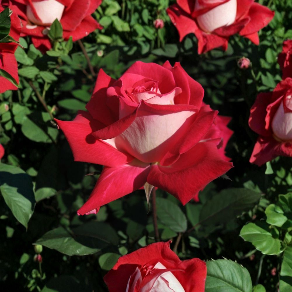 Love Rose Bush 2 Gallon Ruby Red & White Fragrant Blooms | Rosa 'Love' | Garden & Landscape Friendly, Established Root System