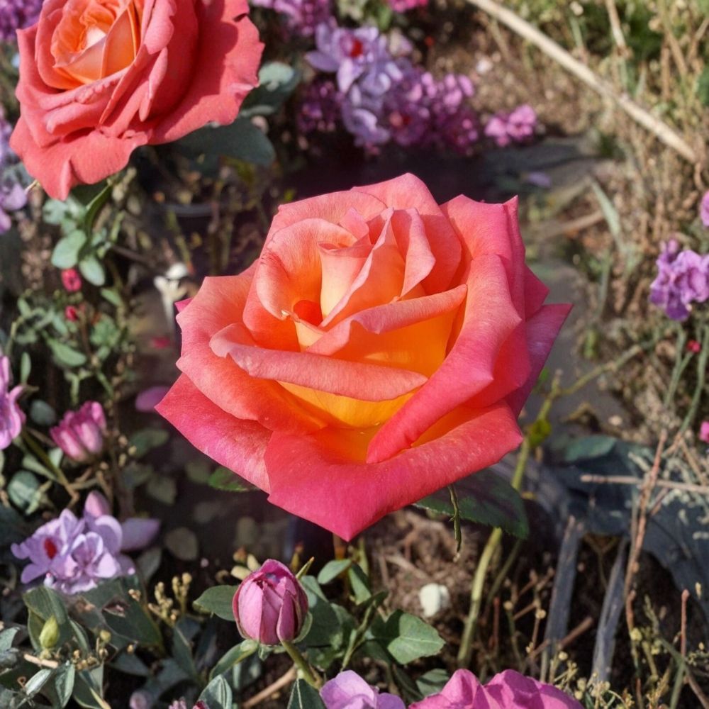 Mikado Hybrid Tea Rose Bush | 2 Gallon | Scarlet Red & Yellow Blooms | Rosa 'Mikado' | Full Sun Garden Shrub