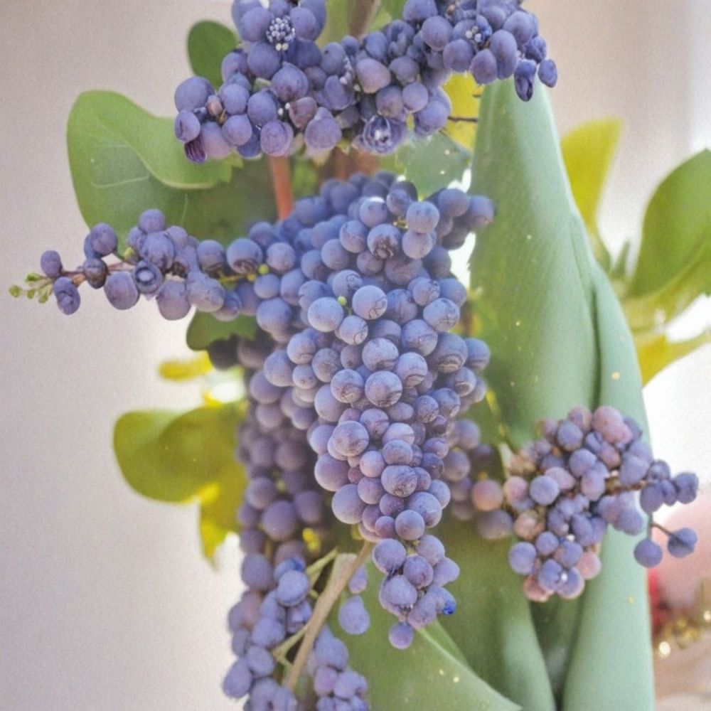 Fredonia Grape Vine - 2 Gallon Live Plant | Cold Hardy Vitis labrusca | Fast Growing Early Ripening Grapes for Home Garden
