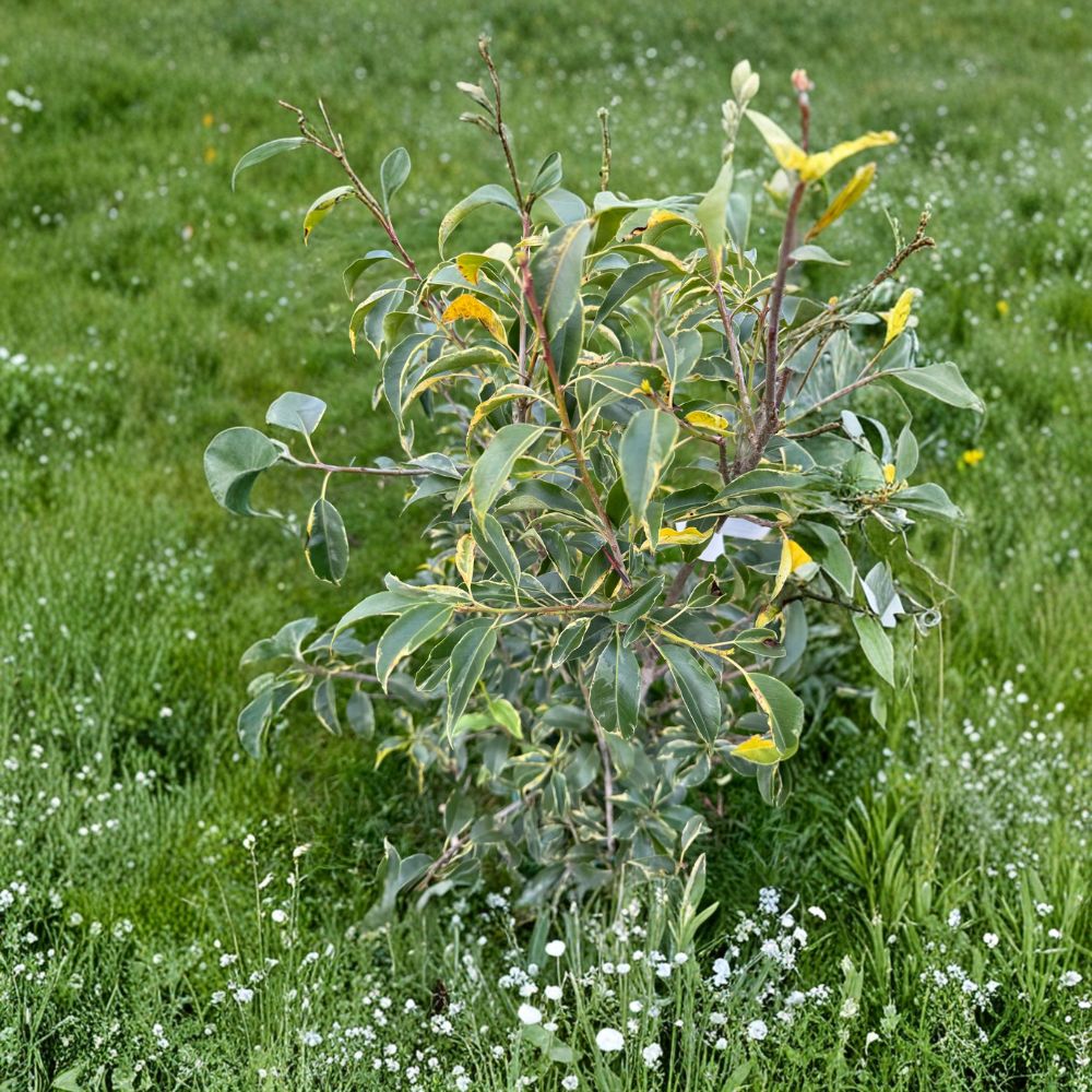 Variegated Longstalk Holly Live Plant | 2 Gallon Pot | Creamy White Foliage & Red Berries | Ilex pedunculosa 'Frosty Morn'