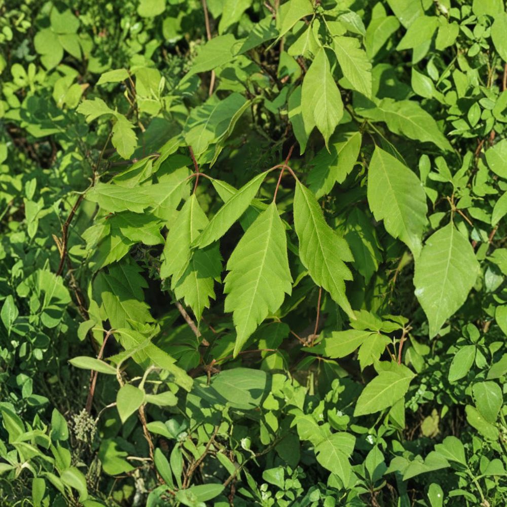 Ivy-Leafed Maple Live Plant | 12 Inch Acer cissifolium | Rare Ornamental Tree | Woodland Garden Favorite