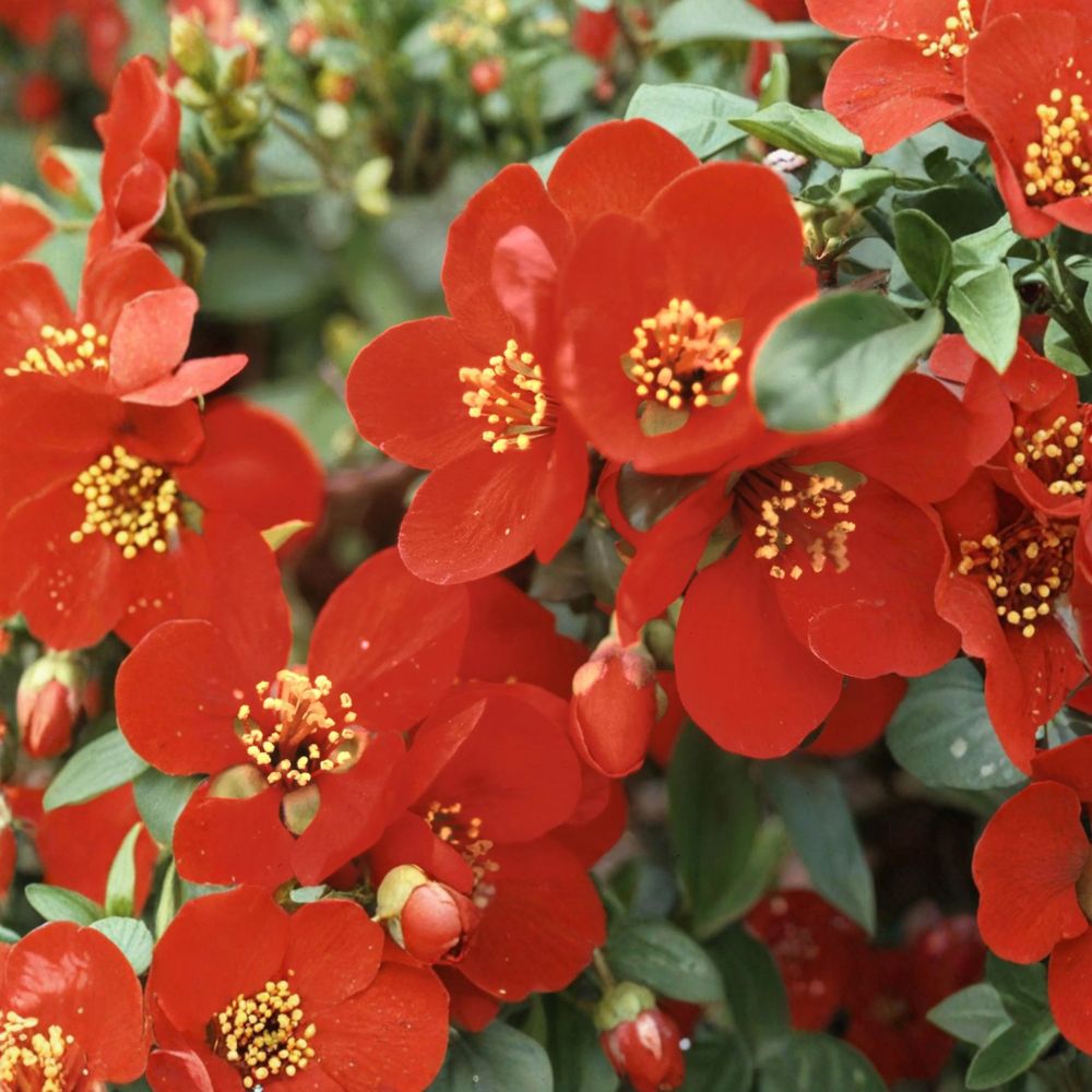 Crimson and Gold Flowering Quince Live Plant, 2 Gallon Pot, Chaenomeles x superba, Hardy Ornamental Shrub with Red Blooms