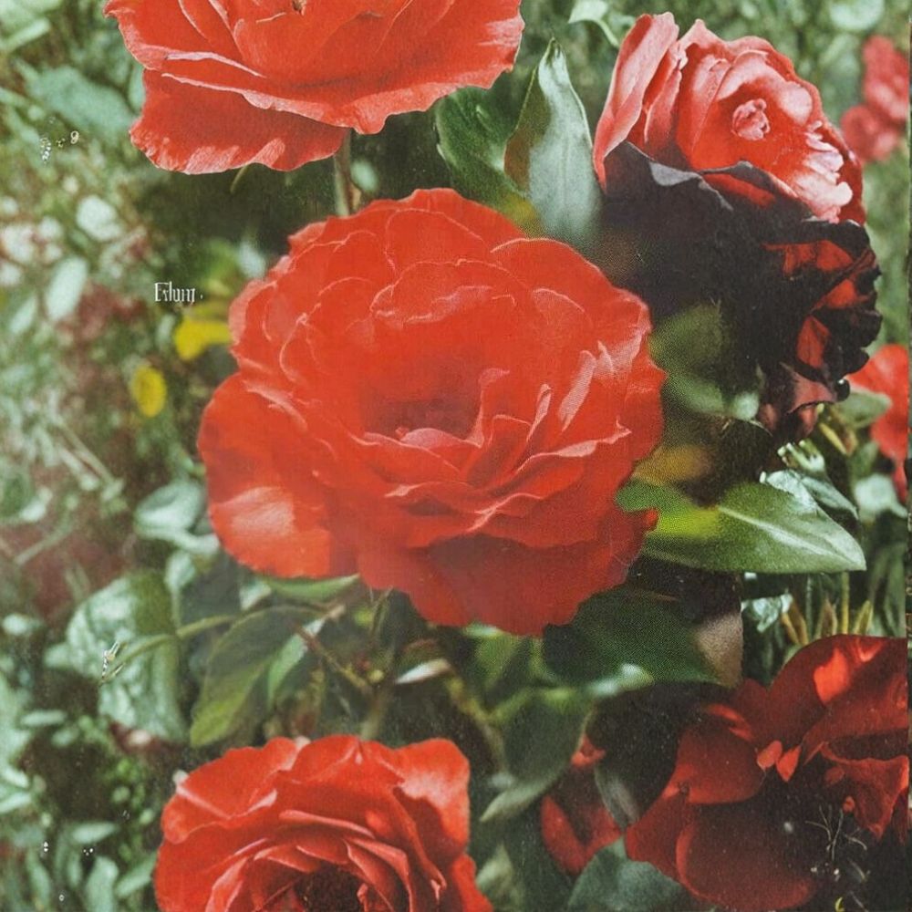 Impatient Floribunda Rose Bush Plant | 3 Gallon | Orange Red Blooms | Rosa hybrid 'Impatient' | Vibrant Garden Shrub