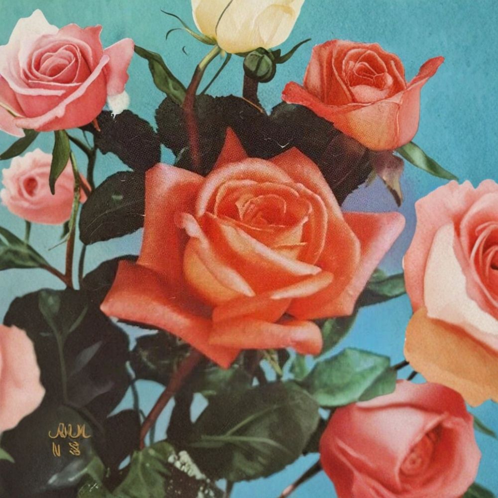 Shreveport Rose Live Plant | 2 Gallon | Orange Blooms | Rosa Hybrid Tea 'Shreveport' | Garden & Landscape Friendly
