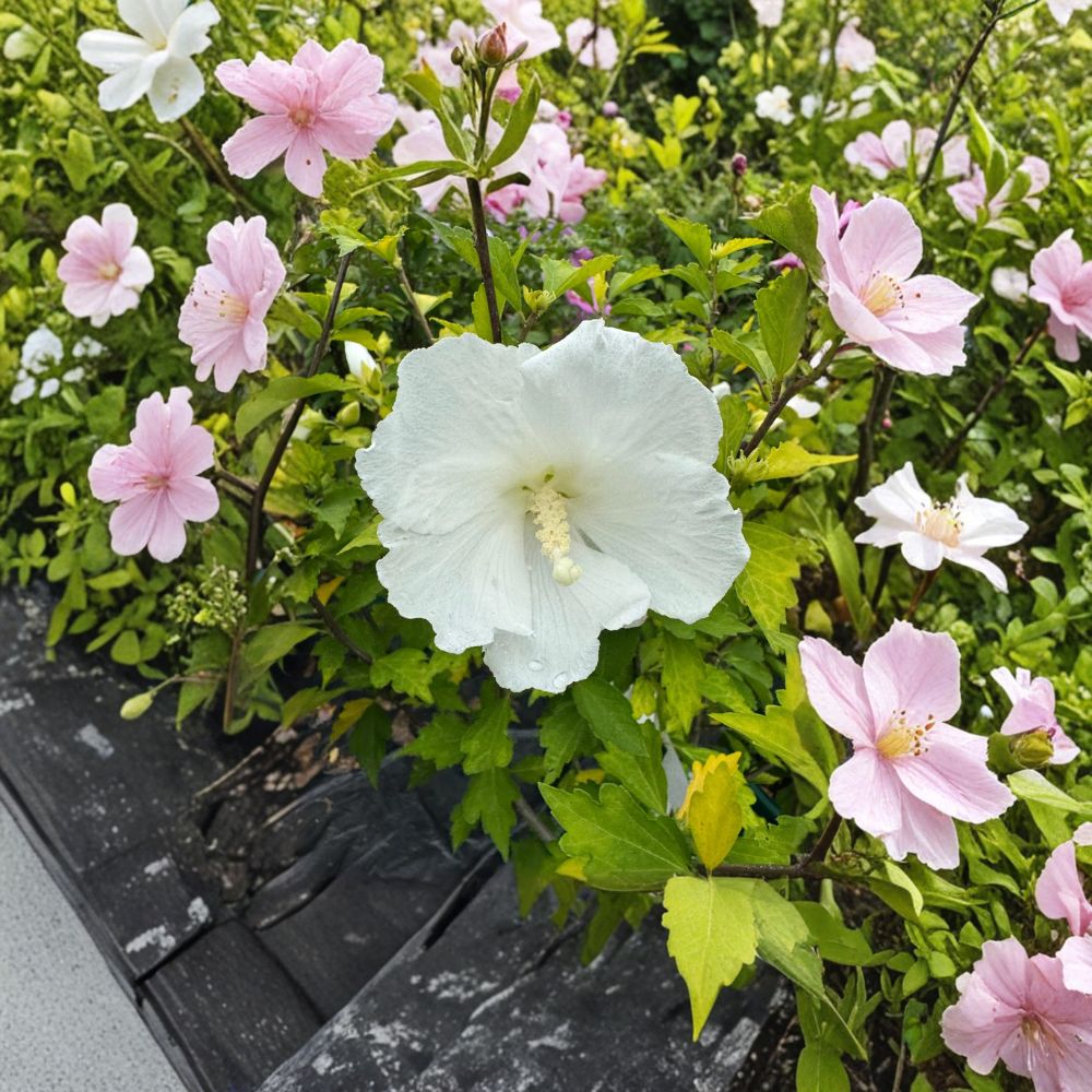 Diana Rose of Sharon Live Plant | 2 Gallon Pot | Hibiscus syriacus 'Diana' | Pure White Summer Blooming Shrub