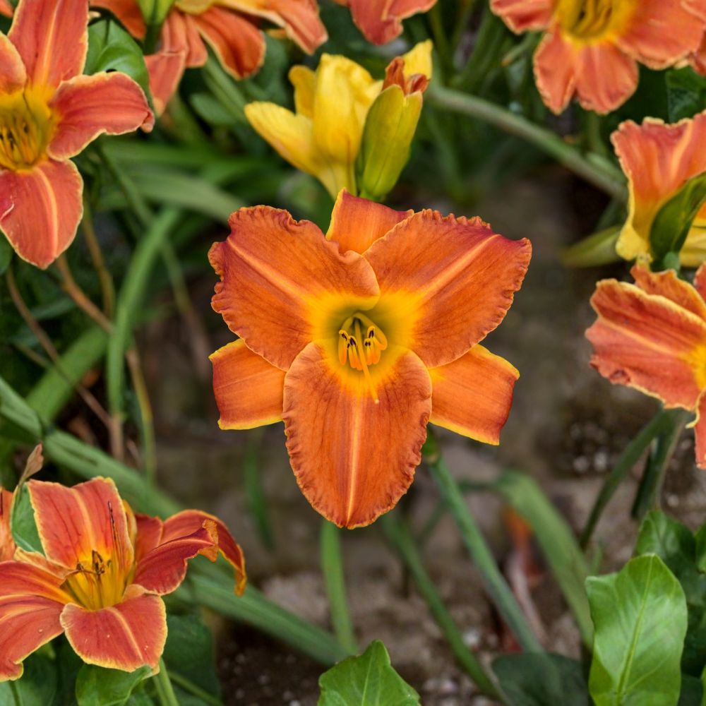 Hemerocallis 'Bright Sunset' Daylily - 3 Bare Root Plants | Fragrant Orange Blooms | Hardy Perennial Flower