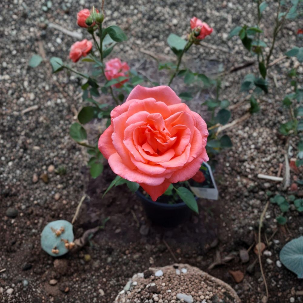 Tropicana Rose Live Plant 2 Gallon | Rosa Hybrid Tea 'Tropicana' | Vibrant Orange Fragrant Blooms for Garden & Landscape