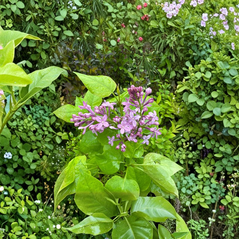 Dwarf French Lilac Live Plant | 1 Gallon Pot | Syringa vulgaris 'Prairie Petite' | Fragrant Purple Blooms | Compact Shrub