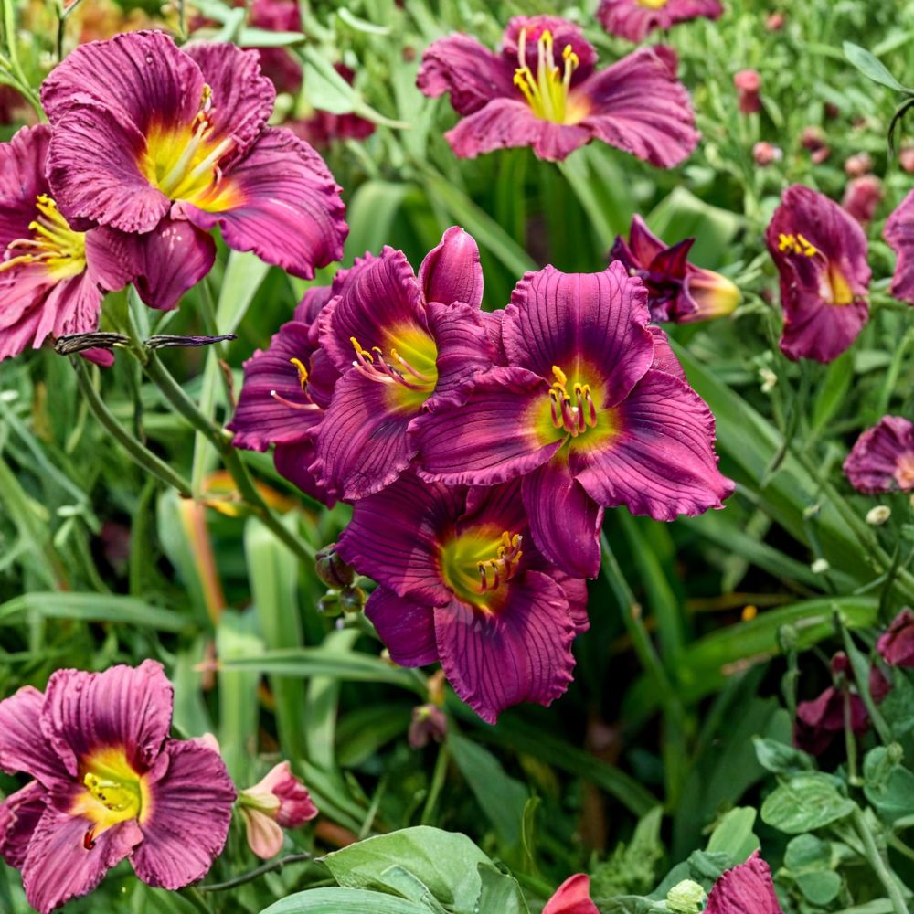 Hemerocallis 'Little Grapette' Daylily - 3 Bare Root Plants - Miniature Purple Blooms - Hardy Perennial Flower