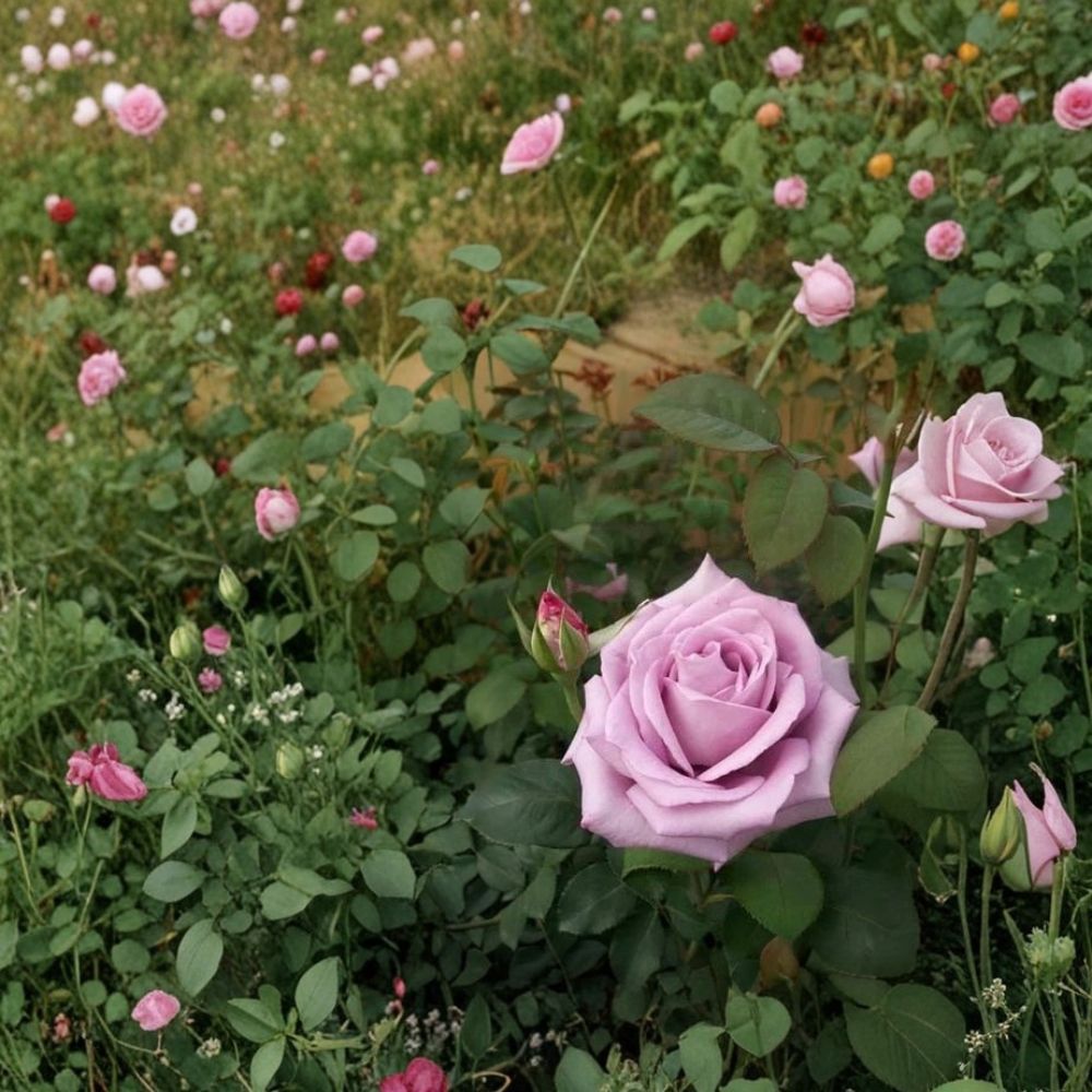 Blue Girl Rose Bush Plant | 2 Gallon | Mauve Lavender Hybrid Tea Rose | Rosa hybrid 'Blue Girl'