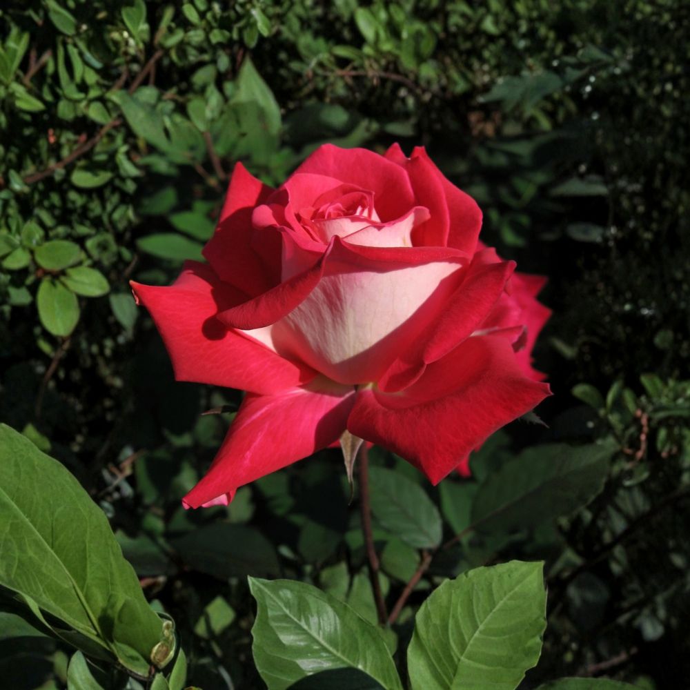 Love Rose Live Plant | 2 Gallon | Ruby Red & White Blooms | Rosa Grandiflora 'Love' | Fragrant Garden & Landscape Shrub