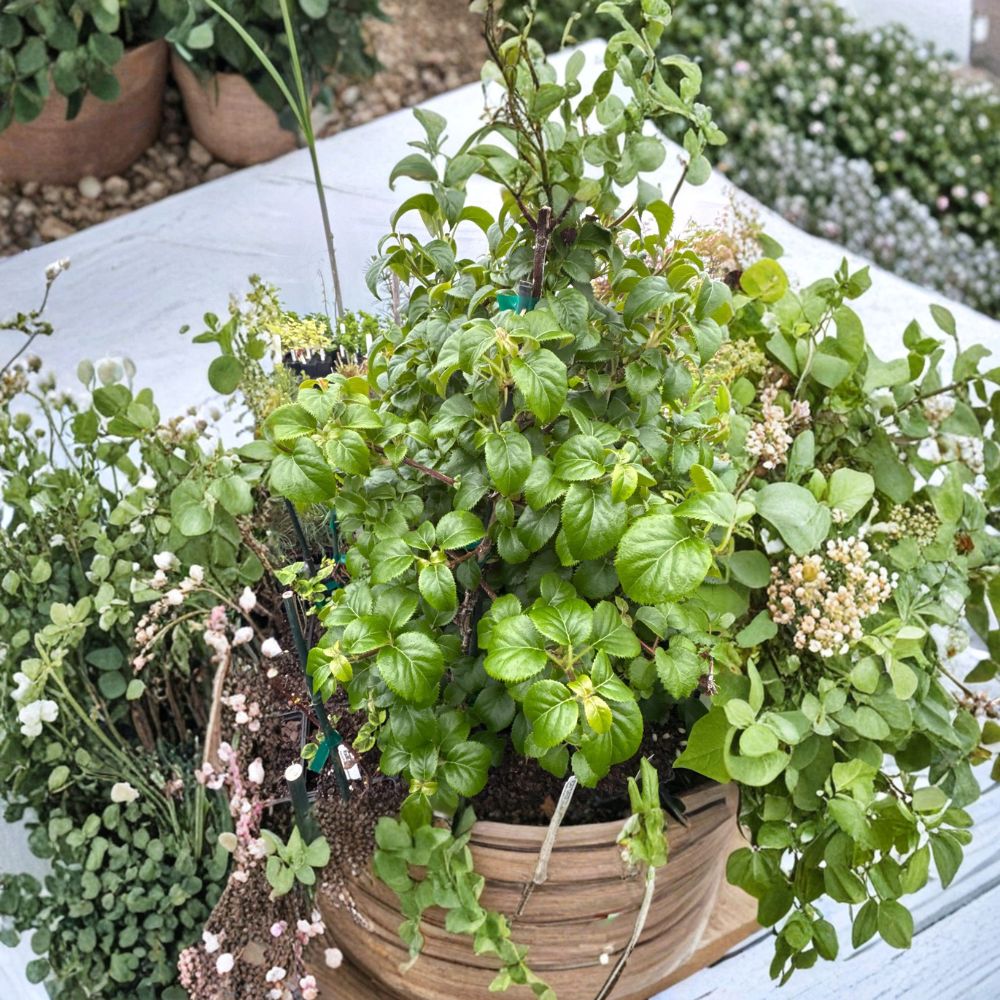 Climbing Hydrangea Live Plant | 4 Inch Pot | Schizophragma hydrangeoides 'Platt Little Leaf' | Elegant White Blooms