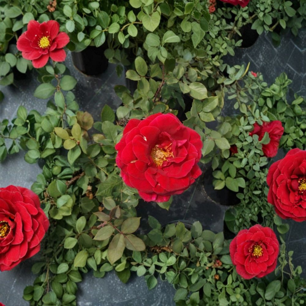 Mr. Lincoln Rose Live Plant | 3 Gallon | Deep Red Hybrid Tea Rose | Rosa Hybrid Tea 'Mr. Lincoln' | Fragrant Blooms