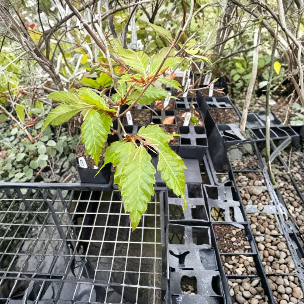 Fagus sylvatica 'Sandrode' Live Plant | 10-Inch Rare European Beech | 1-Year Graft | Ornamental Deciduous Tree