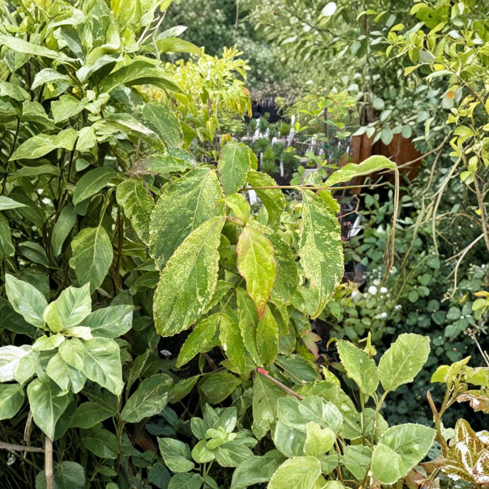Variegated Dogwood Live Plant | 12 Inches | Cornus kousa 'White Duster' | Cream Foliage | Ornamental Landscape Tree