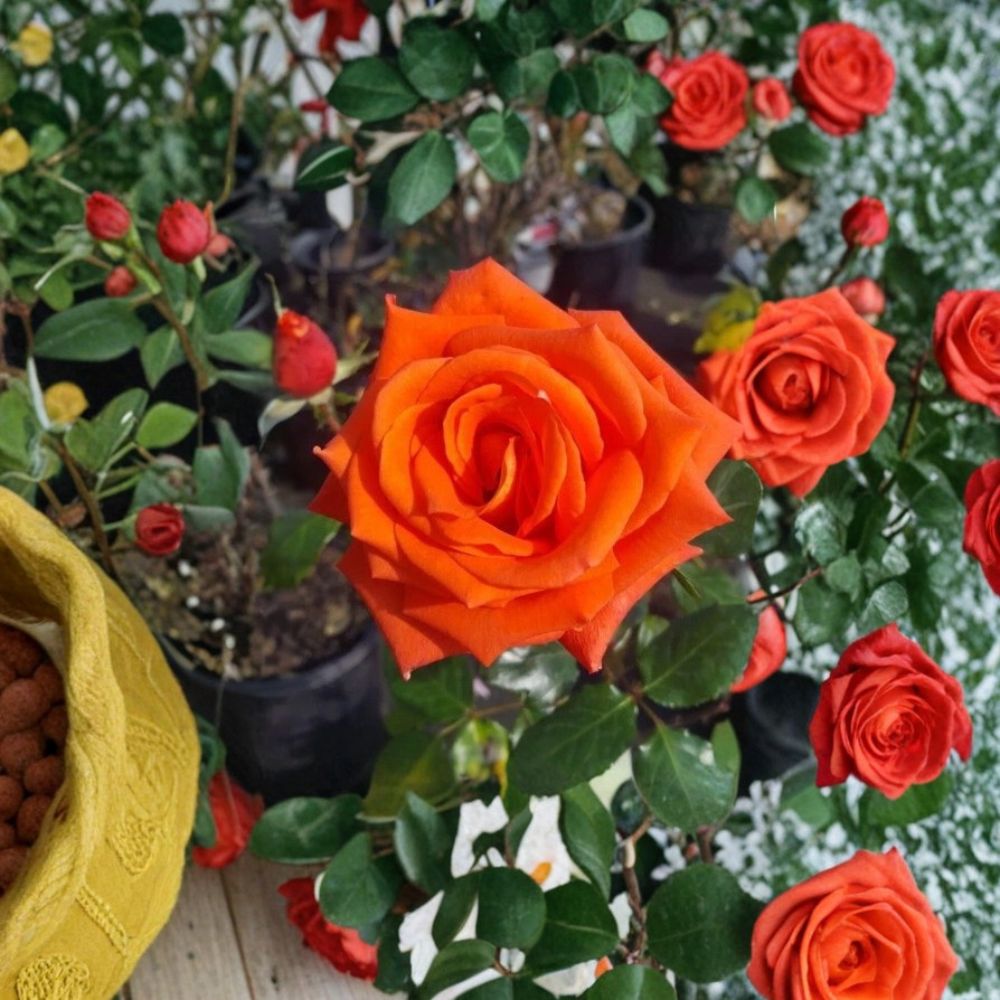 Marina Everblooming Floribunda Rose Bush Plant - Salmon Orange - 3 Gallon - Rosa hybrid 'Marina' - Continuous Flowering Shrub