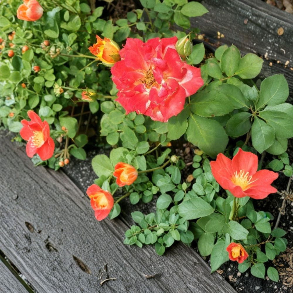 Pinata Rose Plant - 3 Gallon Climbing Rose, Colorful Yellow Orange Blooms, Rosa hybrid 'Pinata' - Easy to Grow Garden Flower